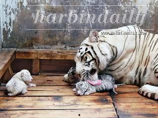 国产白虎一区,探寻东方武侠的传奇魅力